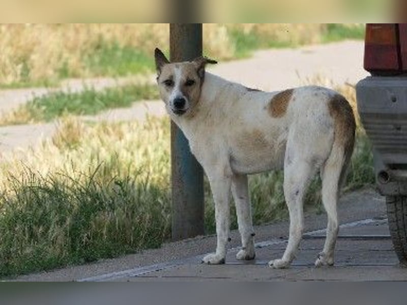 liebe, schüchterne Crina