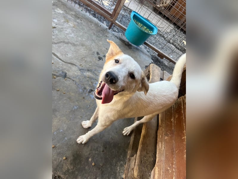 KUCHEN - lieber , aufgeschlossener Junghund sucht seine Familie