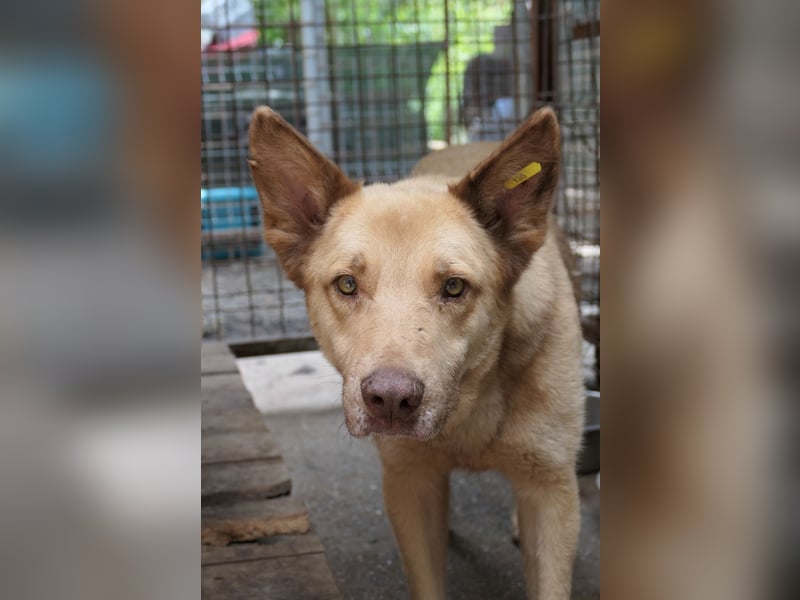 Kumo - sucht dringend ein festes Zuhause