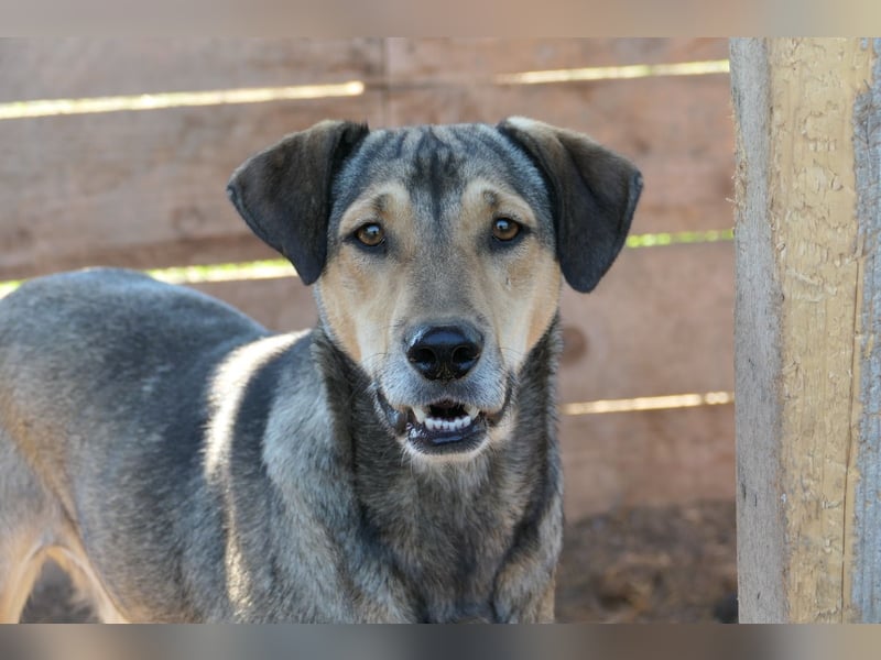Lieber Zeus sucht einfühlsames Zuhause