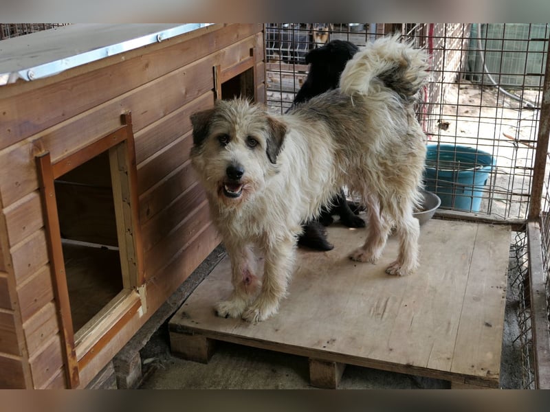 FLUFFY - lieber, aufgeschlossener Rüde sucht seine Chance