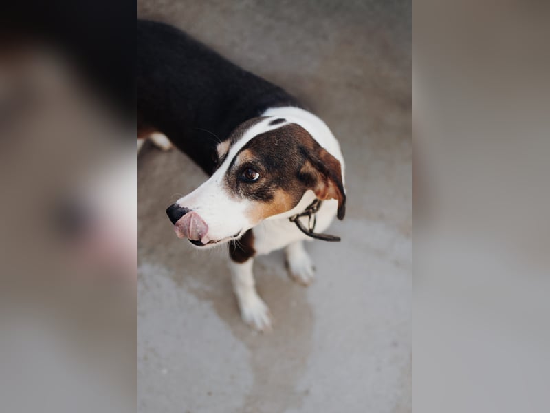 Ruhepol Rex sucht dich!