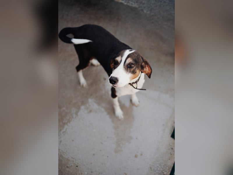 Ruhepol Rex sucht dich!