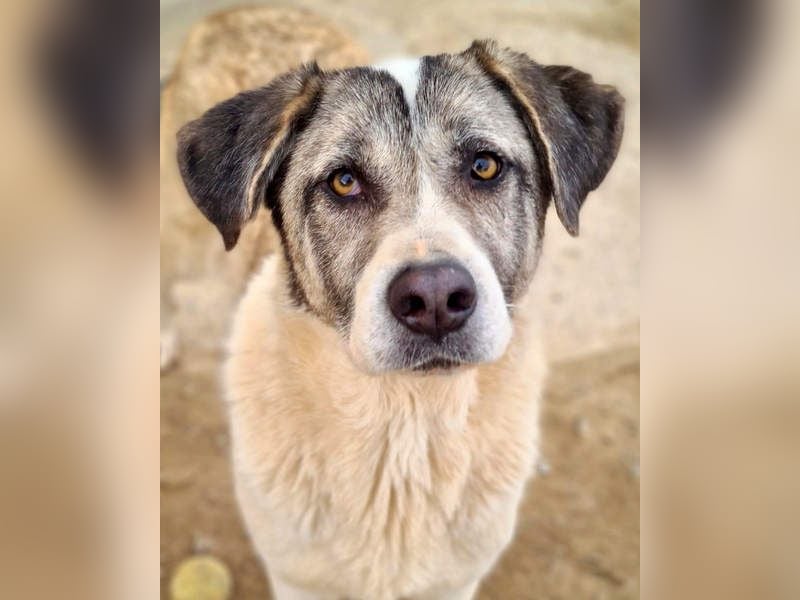 Wundervolle CELESTE-sanft, sozial, menschenbezogen, voller Liebe wartet sie auf ein schönes  Zuhause