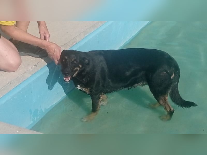 LUCA - Liebe, Vertrauen und … Wasser braucht Luca, um glücklich im liebevollen Zuhause zu werden.