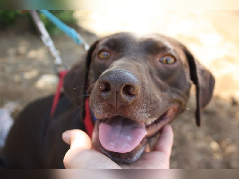 CHOCOLATE-sucht Familie die ihm Liebe und Geborgenheit schenkt-er hat es sie  verdient