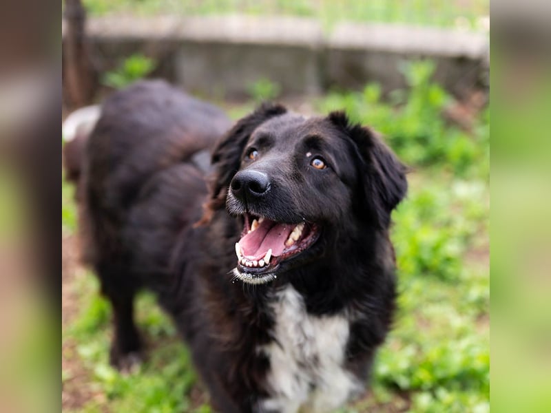 MULAN-liebe, freundliche, ruhige und ausgeglichene Hündin