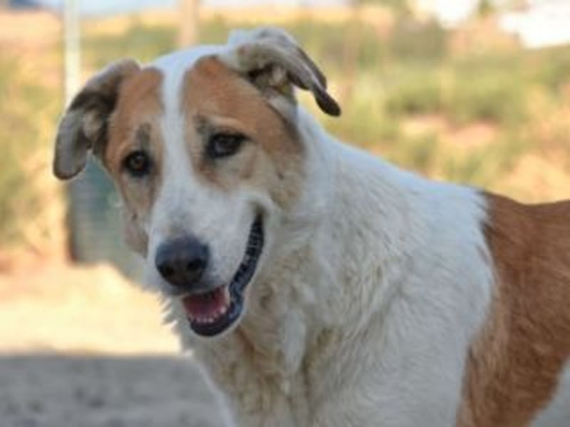 Seelenhündin INDILA-liebe,herzensgute Hündin die ihre Menschen mit Sicherheit glücklich machen wird.