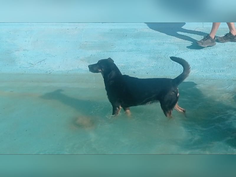 LUCA - Liebe, Vertrauen und … Wasser braucht Luca, um glücklich im liebevollen Zuhause zu werden.