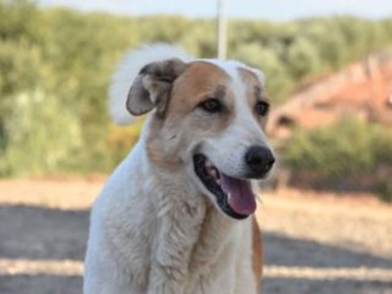 Seelenhündin INDILA-liebe,herzensgute Hündin die ihre Menschen mit Sicherheit glücklich machen wird.