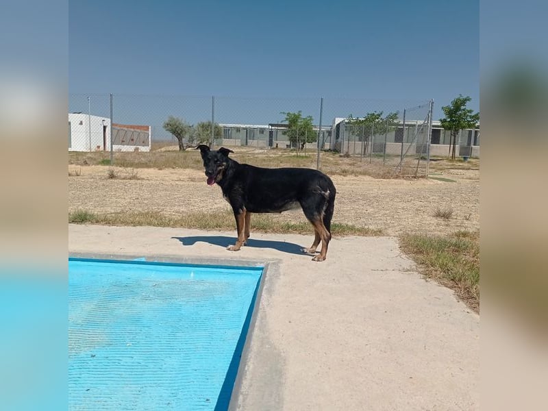 LUCA - Liebe, Vertrauen und … Wasser braucht Luca, um glücklich im liebevollen Zuhause zu werden.