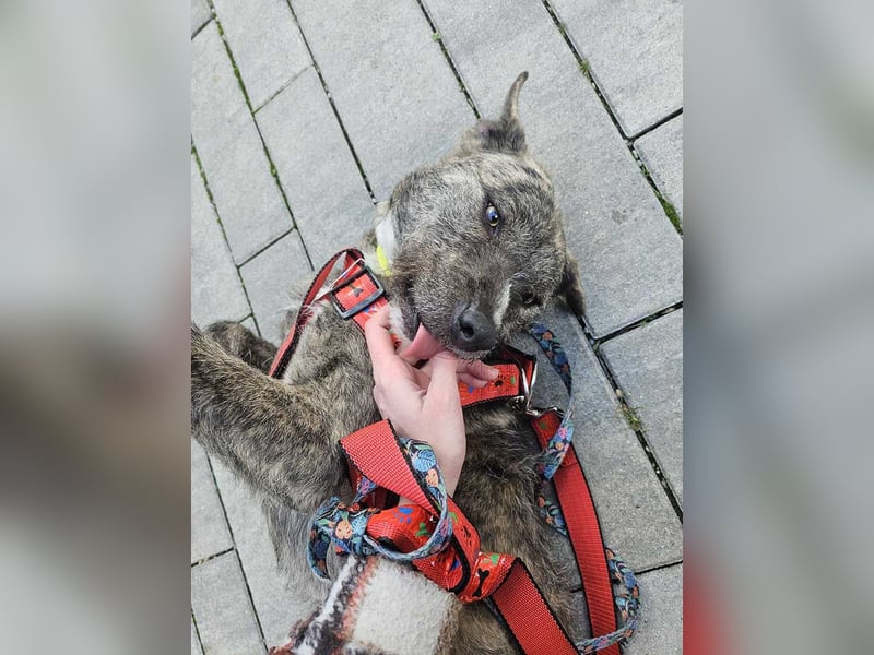 TIARA-sonniges Gemüt, treue, anhängliche Hündin