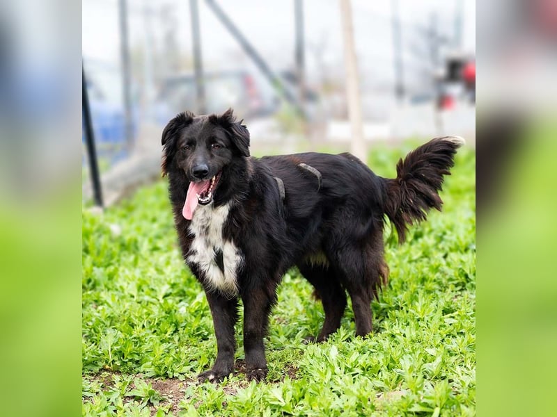 MULAN-liebe, freundliche, ruhige und ausgeglichene Hündin