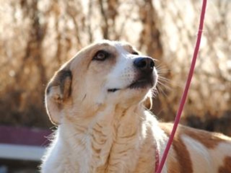 Seelenhündin INDILA-liebe,herzensgute Hündin die ihre Menschen mit Sicherheit glücklich machen wird.