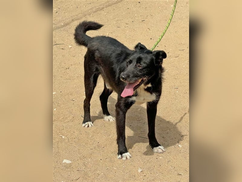 BRIGADEIRO-everybodys darling, liebenswert, freundlich, sehnt sich nach menschlicher Nähe