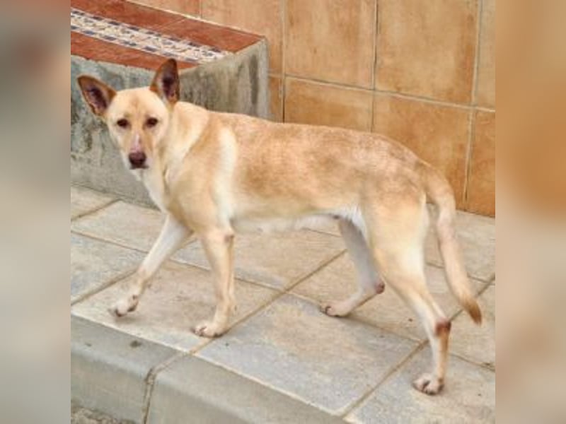 CALA-sehr angenehme, stille Hündin