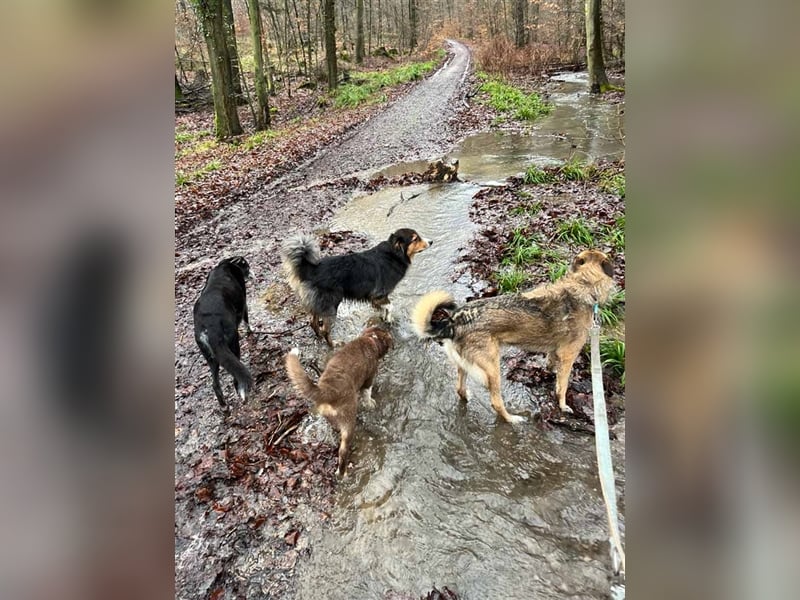 Perez – liebt Streicheleinheiten und wartet in 79837 St Blasienn auf dich