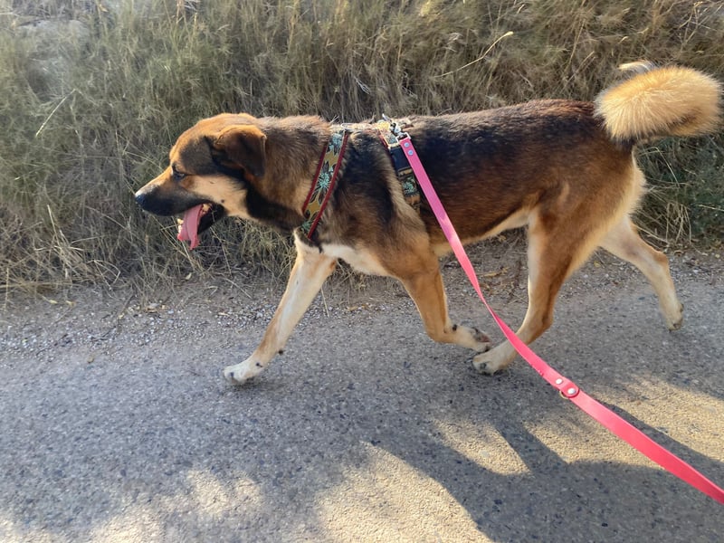 SIBILO - treuer Hundemann