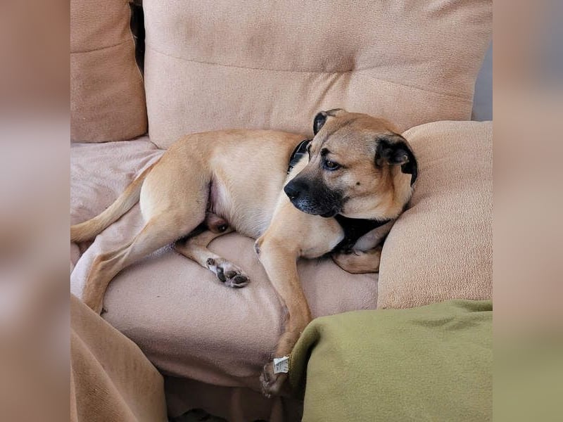 HERCULES-tapferer, lieber, intelligenter Rüde sucht liebevolles Zuhause