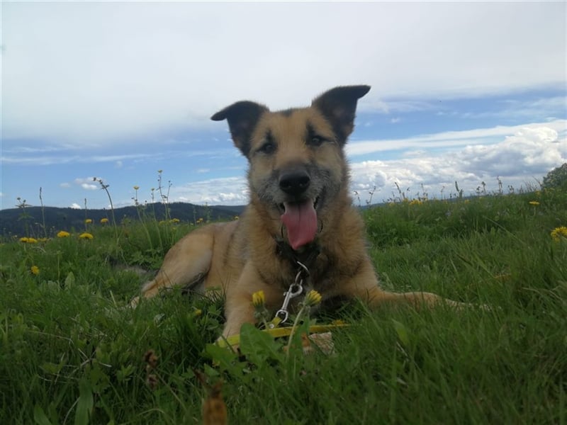 Perez – liebt Streicheleinheiten und wartet in 79837 St Blasienn auf dich