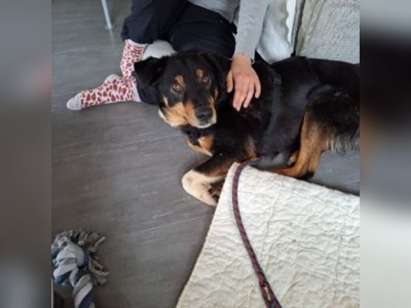 ROCKY– ruhiger Begleiter mit großem Herzen sucht sein Für-immer-Zuhause