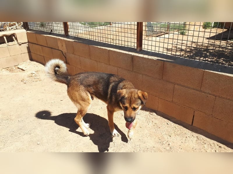 SIBILO - treuer Hundemann