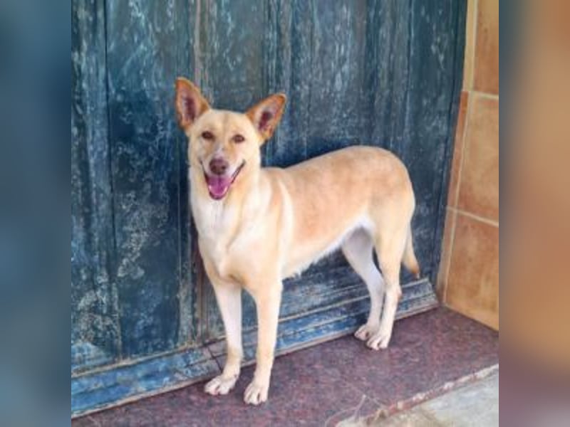 CALA-sehr angenehme, stille Hündin