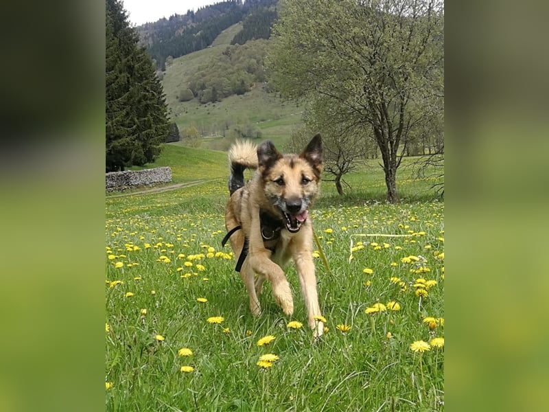 Perez – liebt Streicheleinheiten und wartet in 79837 St Blasienn auf dich