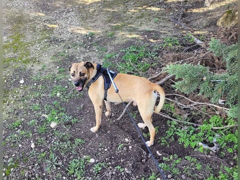 HERCULES-tapferer, lieber, intelligenter Rüde sucht liebevolles Zuhause