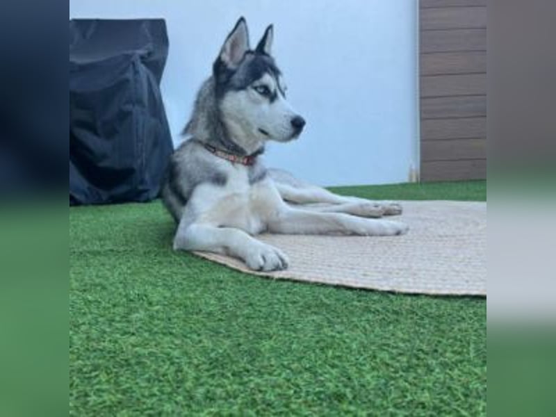 HELA-Sibirian Husky-Liebhaber und solche, die es werden wollen: aufgepasst!