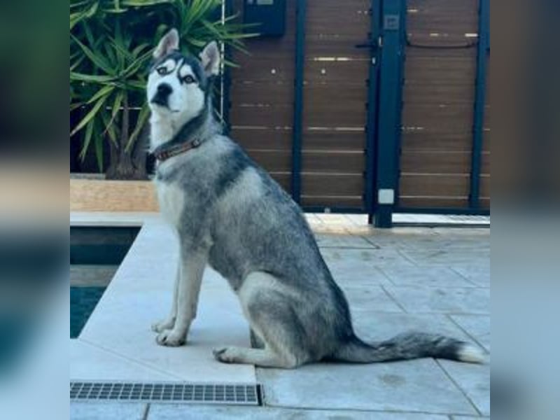 HELA-Sibirian Husky-Liebhaber und solche, die es werden wollen: aufgepasst!