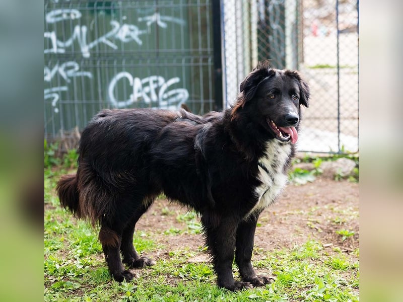 MULAN-liebe, freundliche, ruhige und ausgeglichene Hündin