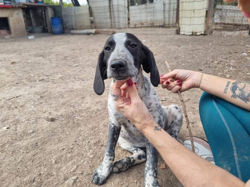 FLECHA-neugierig, sensibel, bewegungsfreudiges Mädchen sucht ihr liebevolles "Für-immer-Zuhause"