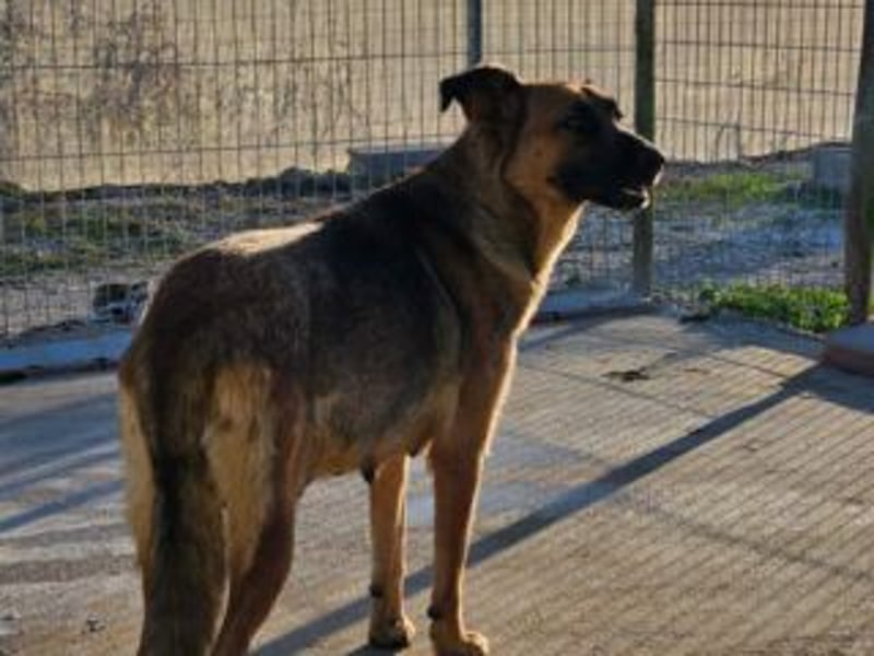 BLAYA-stolz, intelligent und zugleich unglaublich liebevoll