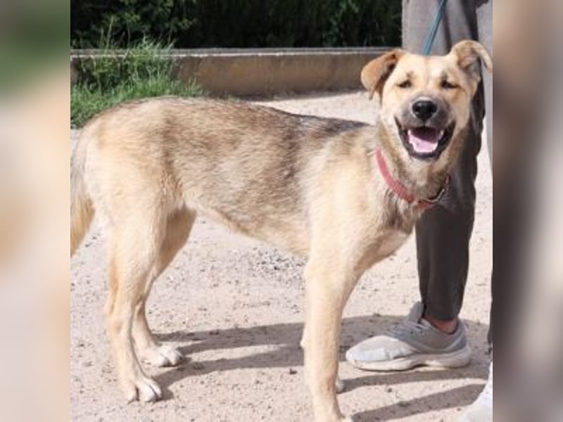 SAMIRA-zarte Schmusehündin sucht liebevolles Zuhause