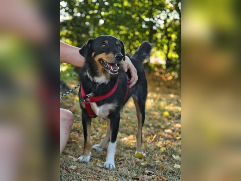 ROCKY– ruhiger Begleiter mit großem Herzen sucht sein Für-immer-Zuhause