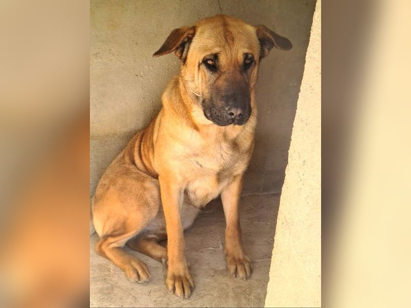 Zauberhafte GIGI-freundlich, höflich, ausgeglichen wartet auf ein schönes Zuhause