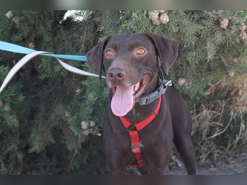 CHOCOLATE-sucht Familie die ihm Liebe und Geborgenheit schenkt-er hat es sie  verdient