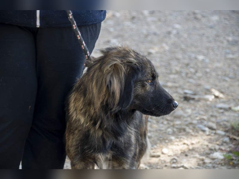 Wunderschöner ZEUS-sucht sehnsüchtig sein liebevolles Für-immer-Zuhause