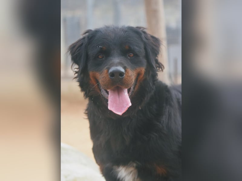 BEAR-sucht Menschen, die ihm Stabilität, Geborgenheit und eine Aufgabe geben