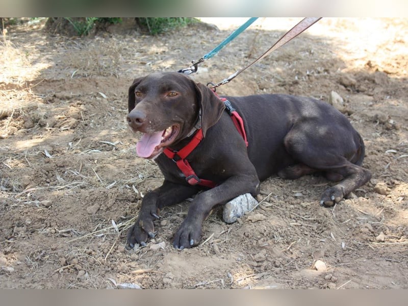 CHOCOLATE-sucht Familie die ihm Liebe und Geborgenheit schenkt-er hat es sie  verdient