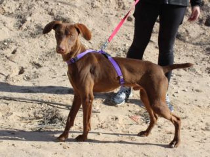 NANDO-kleiner Braco-Charmeur mit großem Herz sucht sein Zuhause