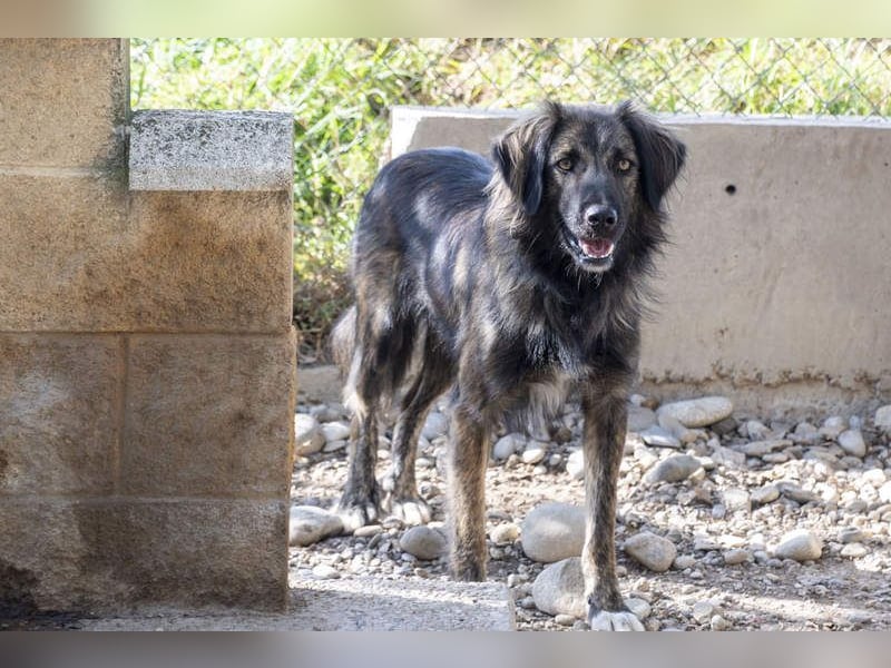 Wunderschöner ZEUS-sucht sehnsüchtig sein liebevolles Für-immer-Zuhause