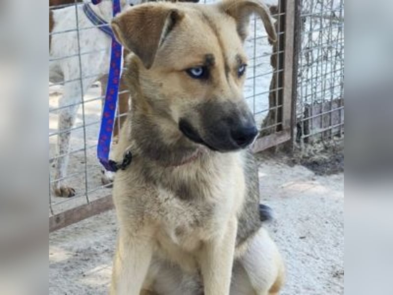 SAMIRA-zarte Schmusehündin sucht liebevolles Zuhause