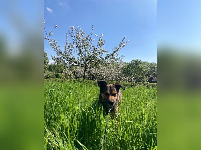 RISCO- wartet in 37115 Nesselröden (Nähe Göttingen)