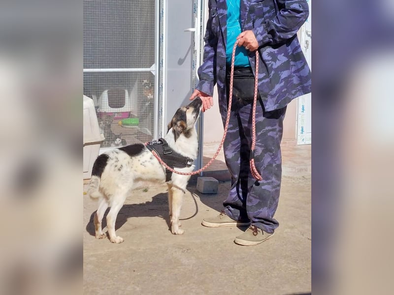 PLUTO- sanft, gesellig, freundlich, sehnt sich nach "seiner Für-immer-Familie"