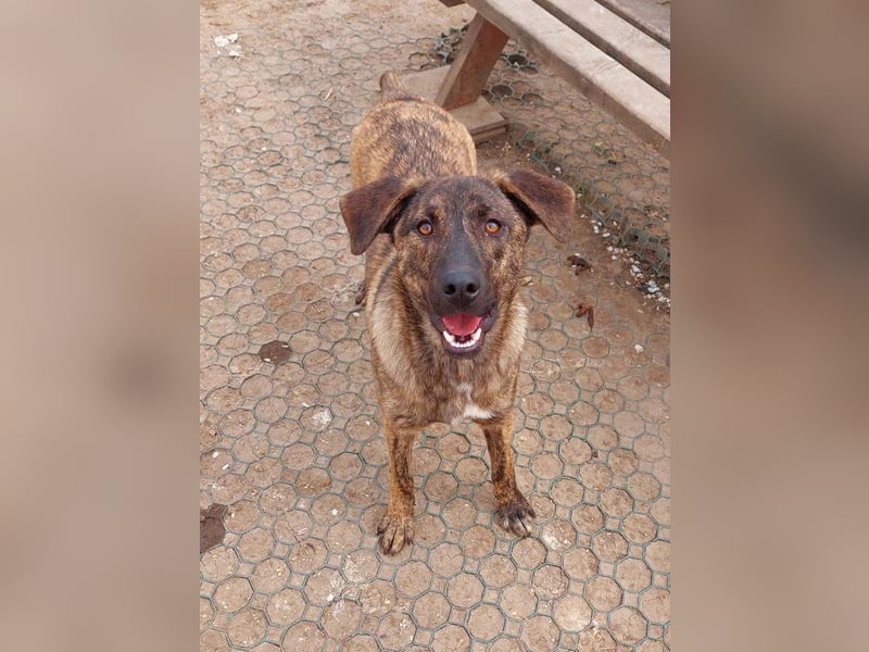 Wunderschöne BRUNA-freundlich zu Mensch und Hund, wartet sehnsüchtig auf ihre liebevolle  Familie