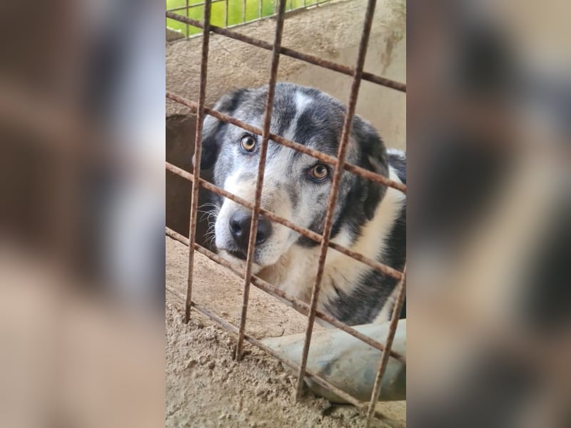 ELIOT- freundlicher, ausgeglichener Kuschelbär mit großem Herz