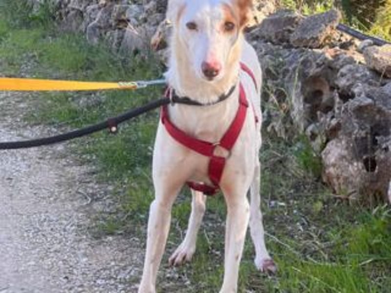 ALONSO-unglaublich liebevoller und sanfter Hund