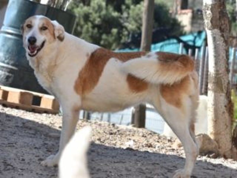 Seelenhündin INDILA-liebe,herzensgute Hündin die ihre Menschen mit Sicherheit glücklich machen wird.